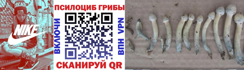 Галлюциногенные грибы Psilocybe  Бобров 